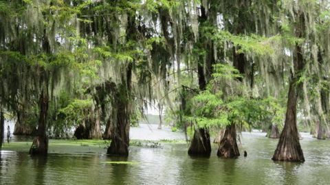 Le cyprès chauve est l’un des rares arbres à pouvoir vivre dans le milieu humide des marécages de Louisiane. © M. Coisne